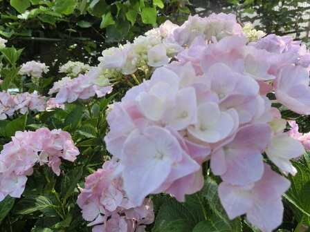 アジサイピンク