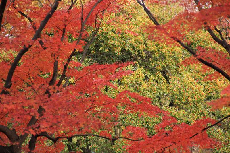 万博記念公園_004.jpg