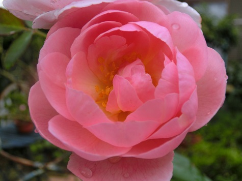 薔薇ヘリテージ