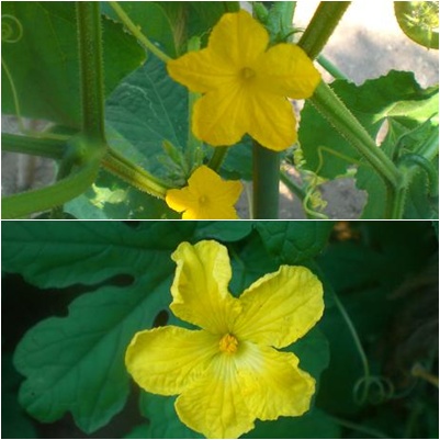 キュウリとゴーヤの花