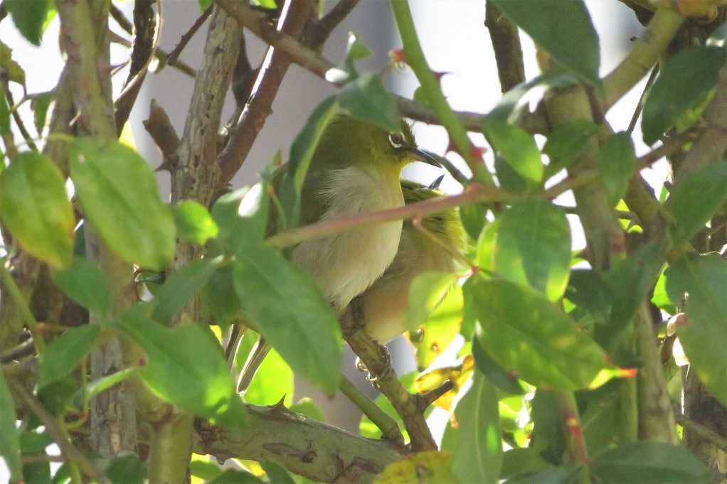 庭の鳥;蜜柑メジロ、仲良しメシロ、ジョウビタキ♂♀、シジュウカラ。 | 大分金太郎の花鳥蝶月 - 楽天ブログ