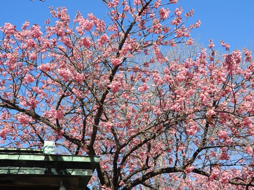 荏原神社の寒緋桜