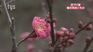 tysnews_梅.jpg