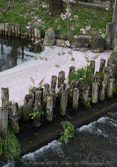 20160409_1642CherryBlossom_05