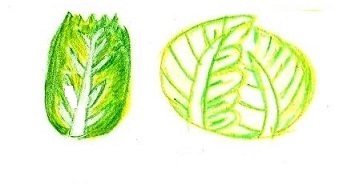 野菜6.jpg