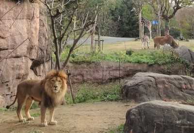 天王寺動物園ライオンがカメラ目線の訳は 空と海と花 芦屋ガーランド 花冠 楽天ブログ