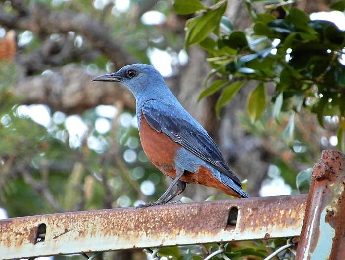 イソヒヨドリ成鳥雄