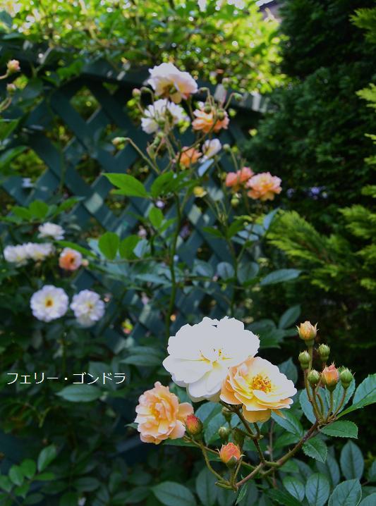 DSC_0420.JPG