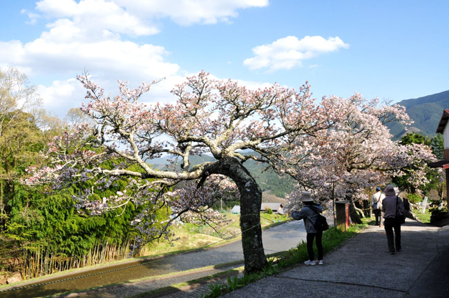 桜３