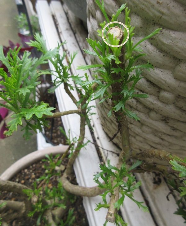 雨が続く ルドベキアタカオを剪定 アナベルの挿し木 狭い庭を花いっぱいにする育て方 楽天ブログ
