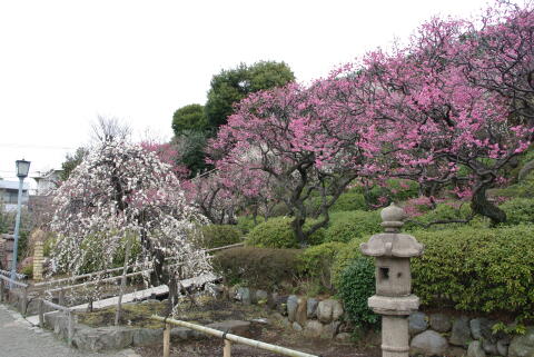 池上梅園