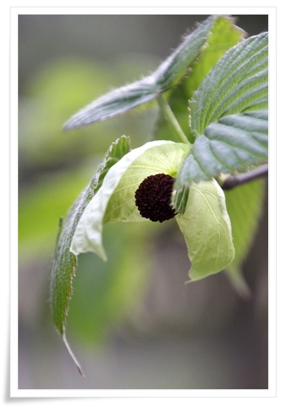 樹木公園-17 ハンカチノキ-1 15.4.22