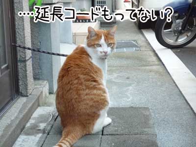 茶猫３.JPG