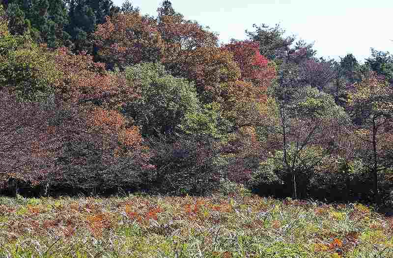 IMG_5111 (800x525).jpg