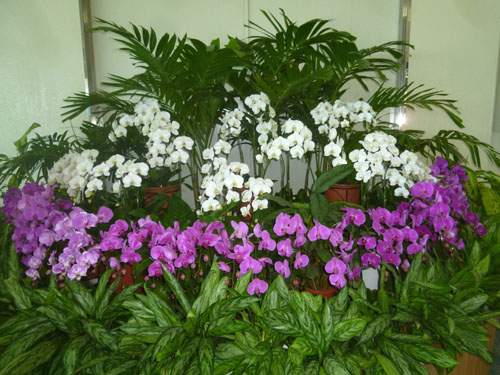 花２.jpg