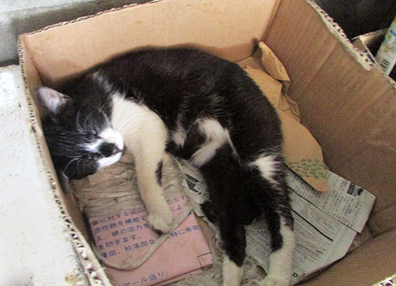 我が家のニャンコ♪2015/5/10-3