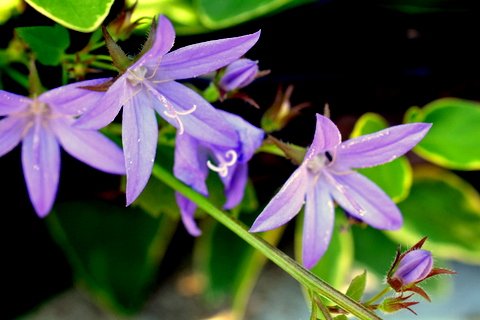 その花達