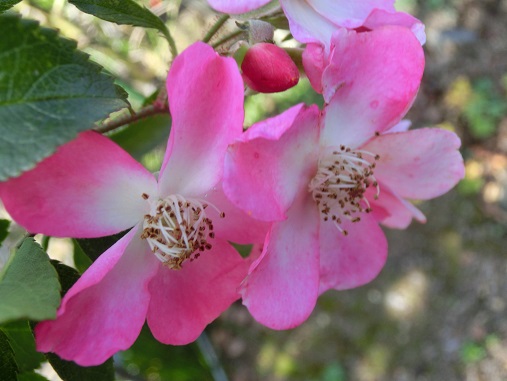 薔薇バレリーナ