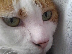 maruko