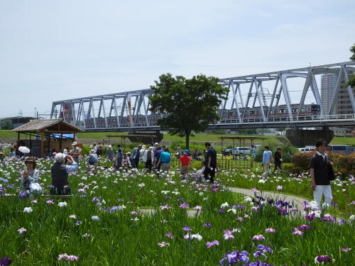 小岩菖蒲園にて