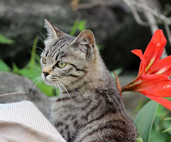 我が家のニャンコ♪2014/06/15-3