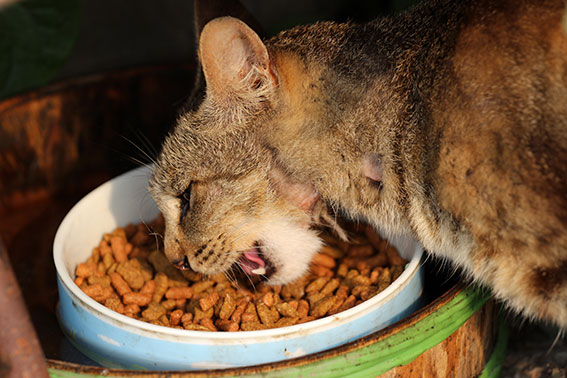 我が家のニャンコ♪2014/07/29-3