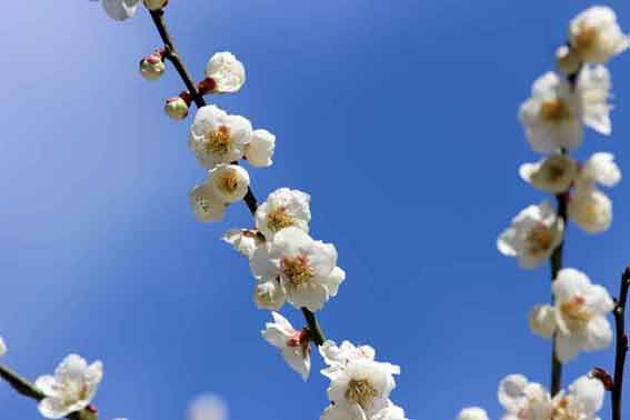 美郷の梅の花-04♪