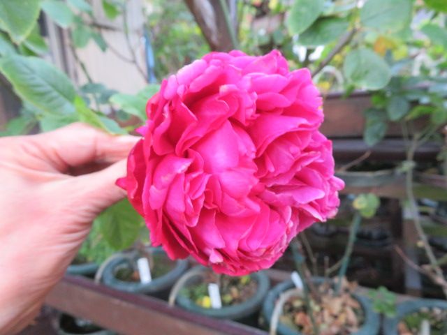 エレガントなブルジョアとプリンアラモードを額に飾って ばぁばの薔薇の花園 楽天ブログ