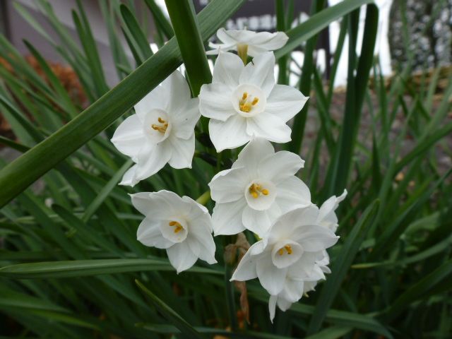 水仙 ペーパーホワイト 日本水仙八重 他 写真あり 私の好きな花 楽天ブログ