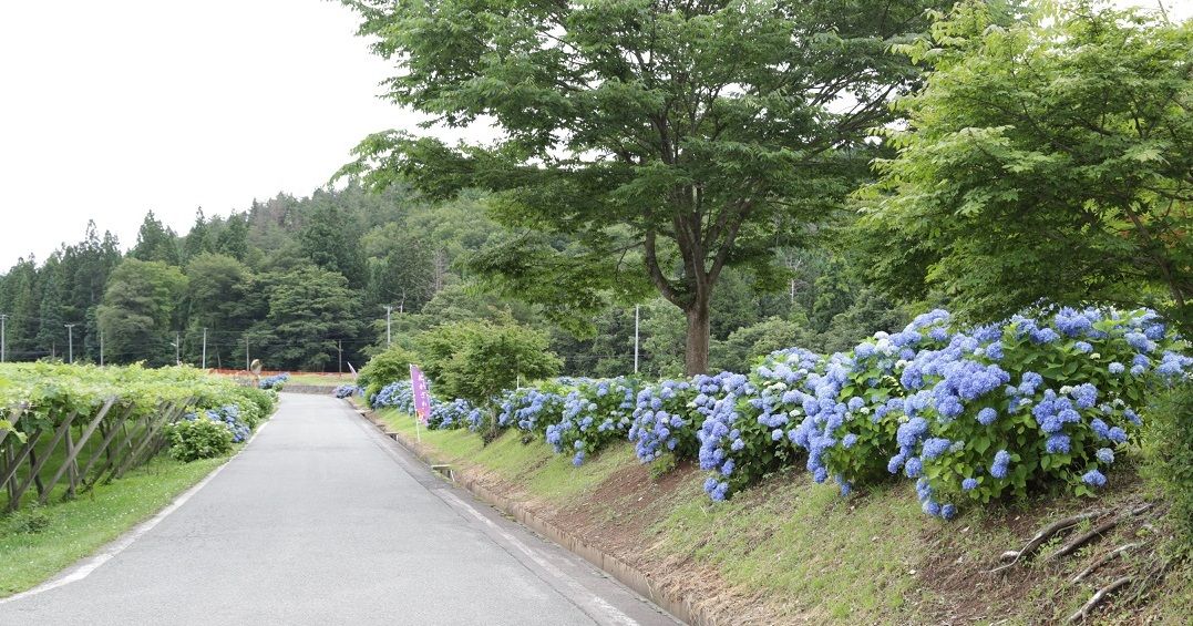 県央 盛岡市 雫石町 紫波町 あじさい が見ごろ イーハトーブログ 楽天ブログ