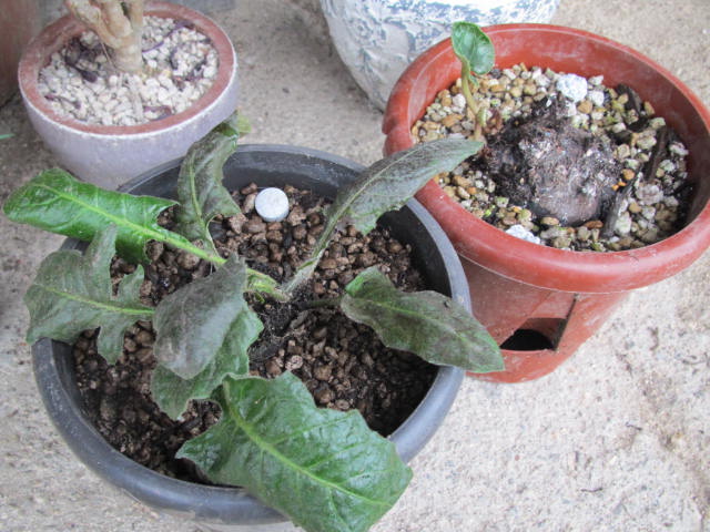 ガーヘラの植え替え