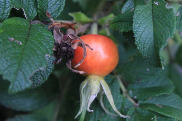 40ページ目の カテゴリ未分類 ひこじいさんのブログ 楽天ブログ