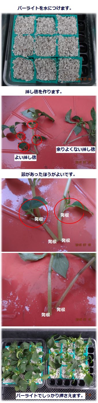 7.15z4.jpg
