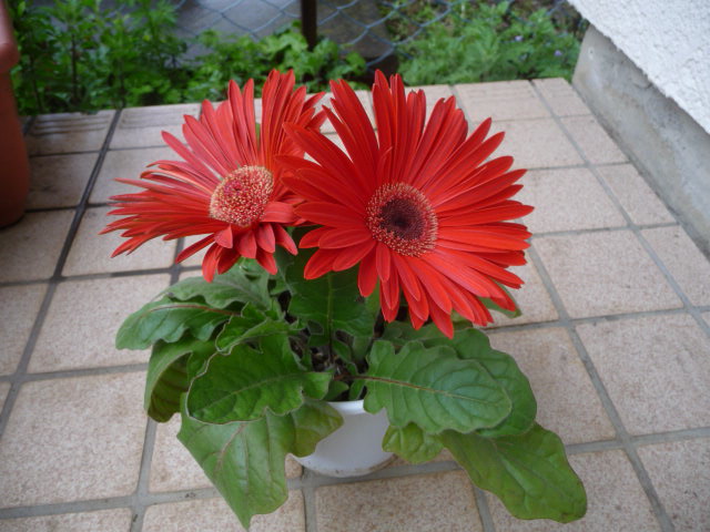 季節の花 の記事一覧 私の好きな花 楽天ブログ