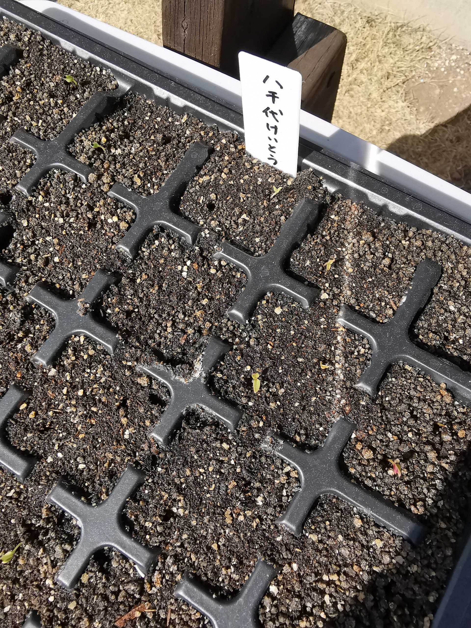 種まきしたもの 今日の空はあおい 楽天ブログ