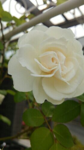 ソンブレイユ ソンブルーイ 庭がなくても鉢バラでローズガーデン 楽天ブログ