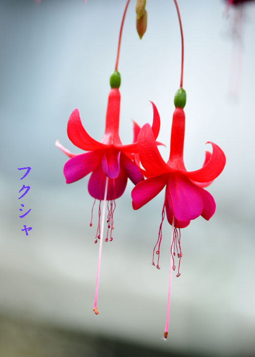 はな３