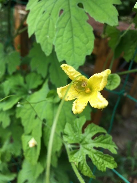 ゴーヤの開花と摘芯 親づるは実をあまり作らない Futtutyの菜園ブログ 楽天ブログ