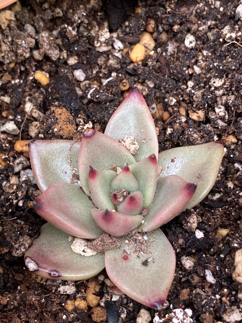 ブッ込むと元気になるのはなぜ りんすいのブログ 楽天ブログ