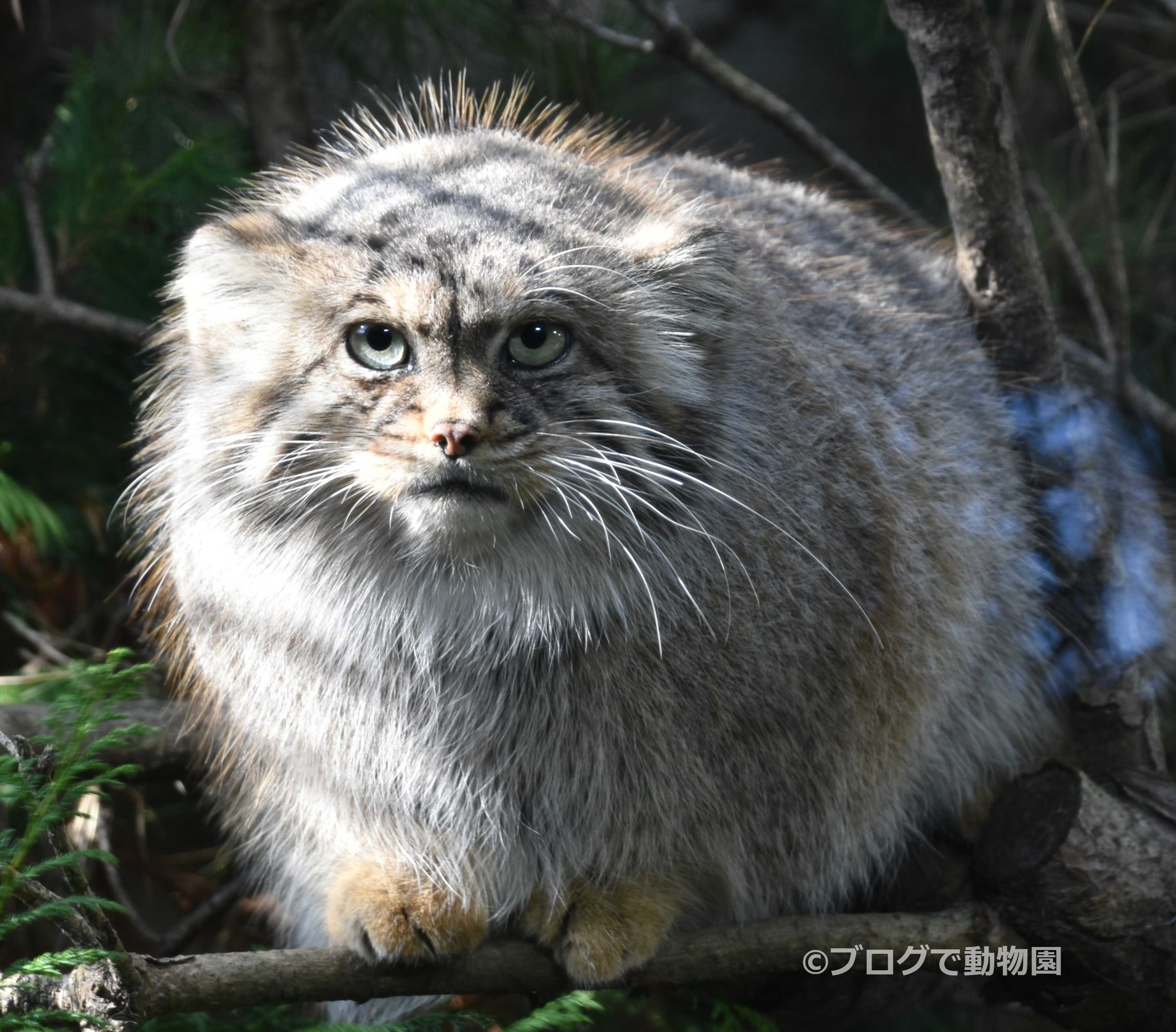 マヌルネコ ブログで動物園 楽天ブログ