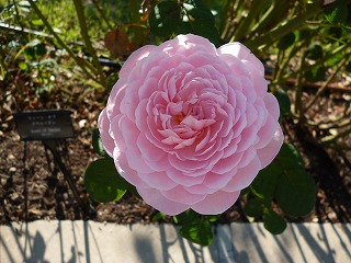 P1260378ss.jpg