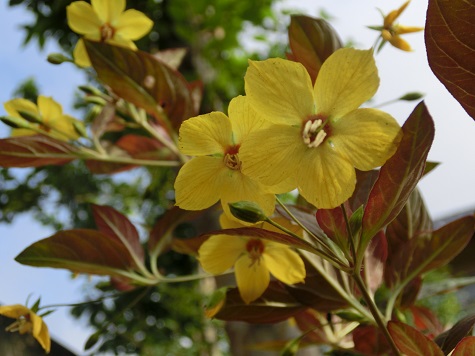 リシマキア・ファイヤークラッカー