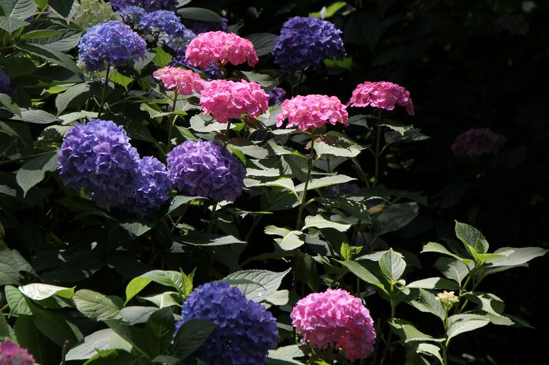 長居植物園_17-3.jpg