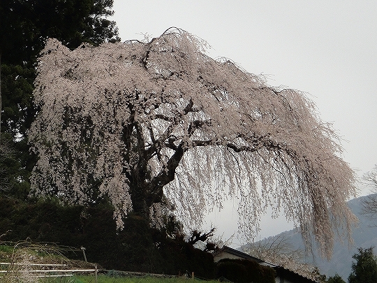 2013_0331_114004-DSC02709.jpg