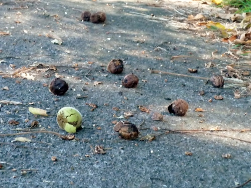 P1150501 (500x375) (2).jpg