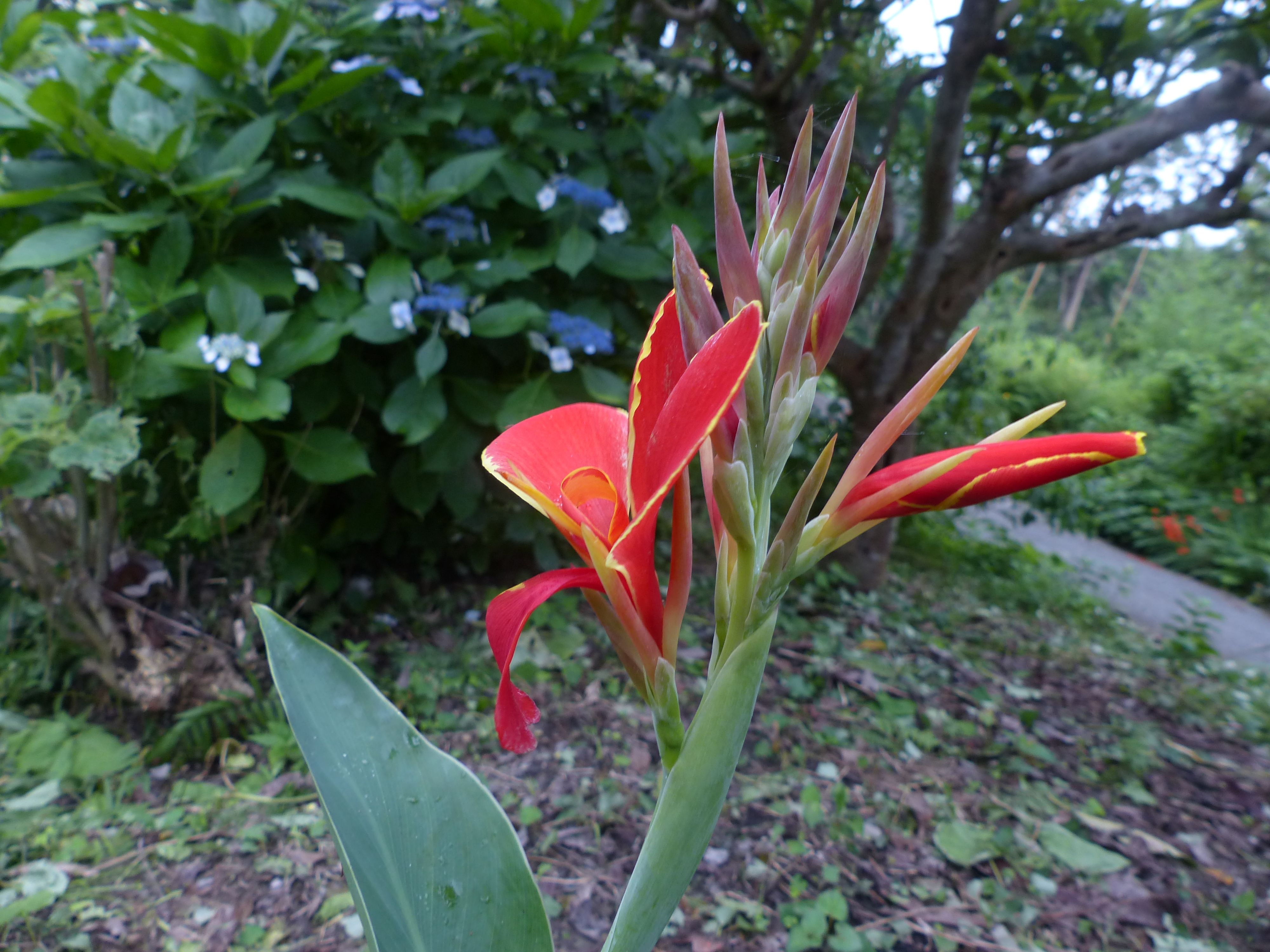 夏の花 カンナが 咲き始めました オープンガーデン 蕗のとう 楽天ブログ