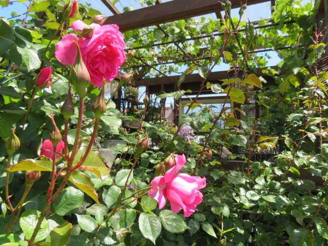 ば あ ば の 薔薇 の 花園