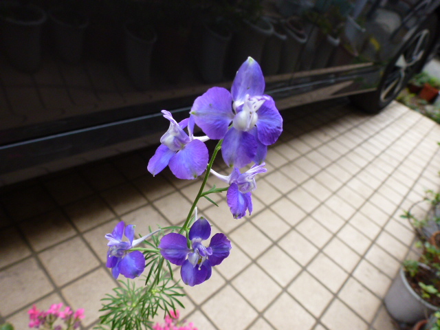418 千鳥草