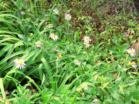 野紺菊・この程度の集まり