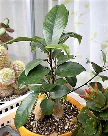 観葉植物 緑のお世話と観察日記 楽天ブログ